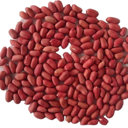 Red peanut blanched kernels Bold PeanutsBlanched Peanuts Java Peanuts/ Raw Kernel / Peanut in