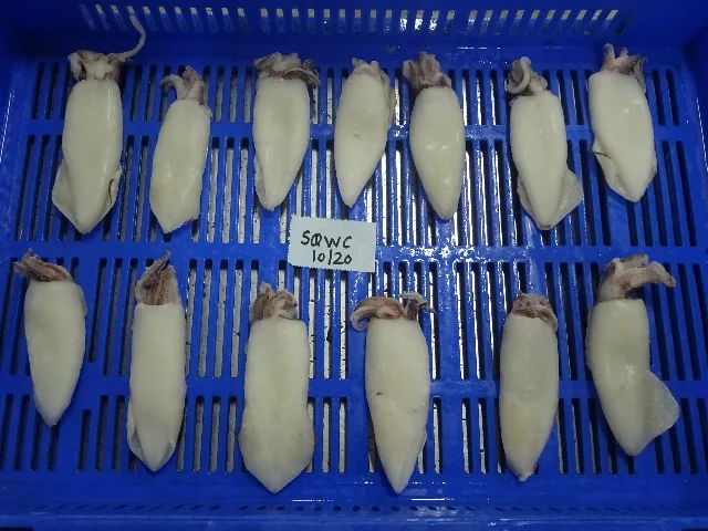 
SQUID WHOLE CLEANED SEMI NEEDLE 