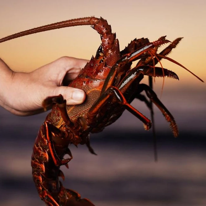 
Delicious Seafood Products Wild Live Panulirus Interruptus Red Spiny Lobster 