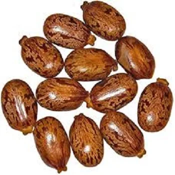 
Castor oil seeds / beans for sale high quality Affordable price/ Castor Oil for sale 