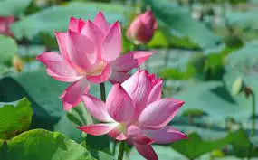 100% натуральное эфирное масло лотоса из Вьетнама/Жасмин + 84 896679047