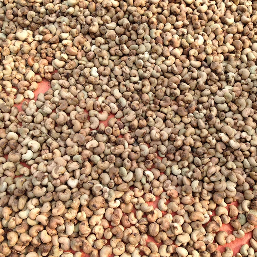 Vietnam Professional Raw Cashew nuts provider (Ho Chi Minh Port) Natural Cheap New Raw cashew nuts every season