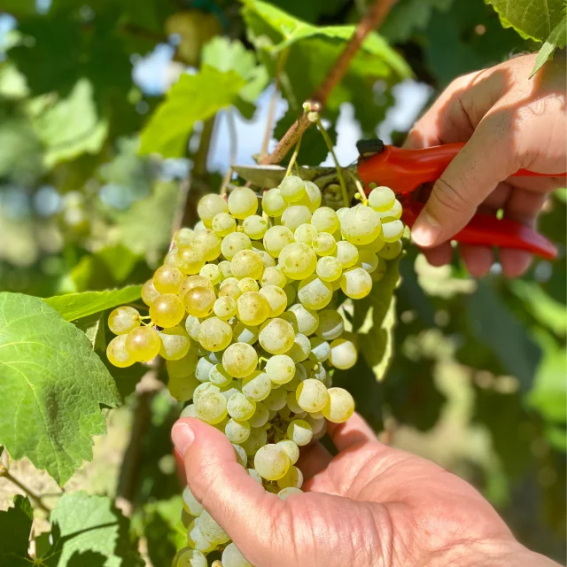 Special for party Sparkling Wine Pinot Brut I Feudi di Romans 0,75 L Sparkling Wine Bottle of Wine