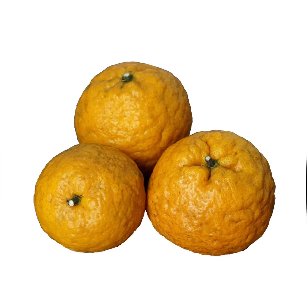 Ha Giang Province Orange made in vietnam 100% Natural Organic Cultivation type Wholesale Hot 2022