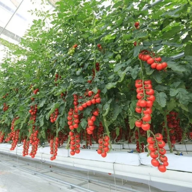 Hot selling Organic Coco Peat Grow Bag for Commercial greenhouse planting Coir Flat grow bag manufacturer from Vietnam