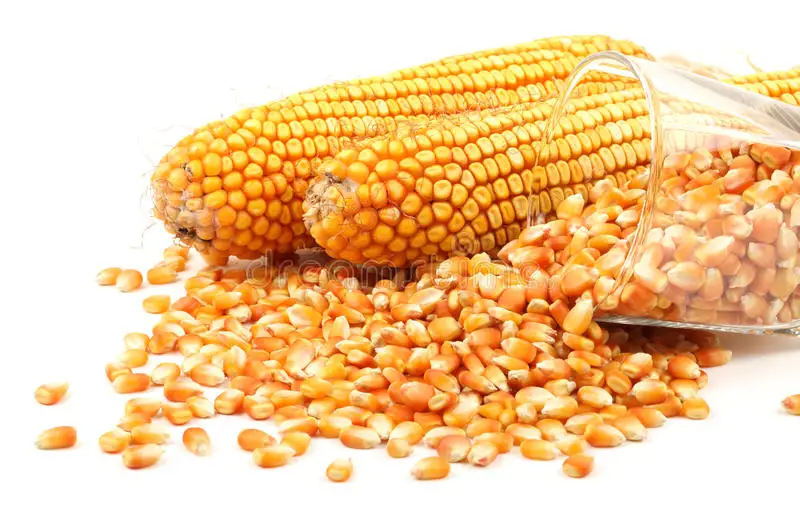 Сухая желтая кукуруза для корма животных на продажу Украина