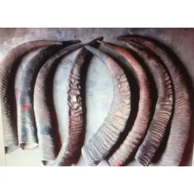 Хорошее качество, рога бычьей коровы и рога буйвола, доступны для продажи