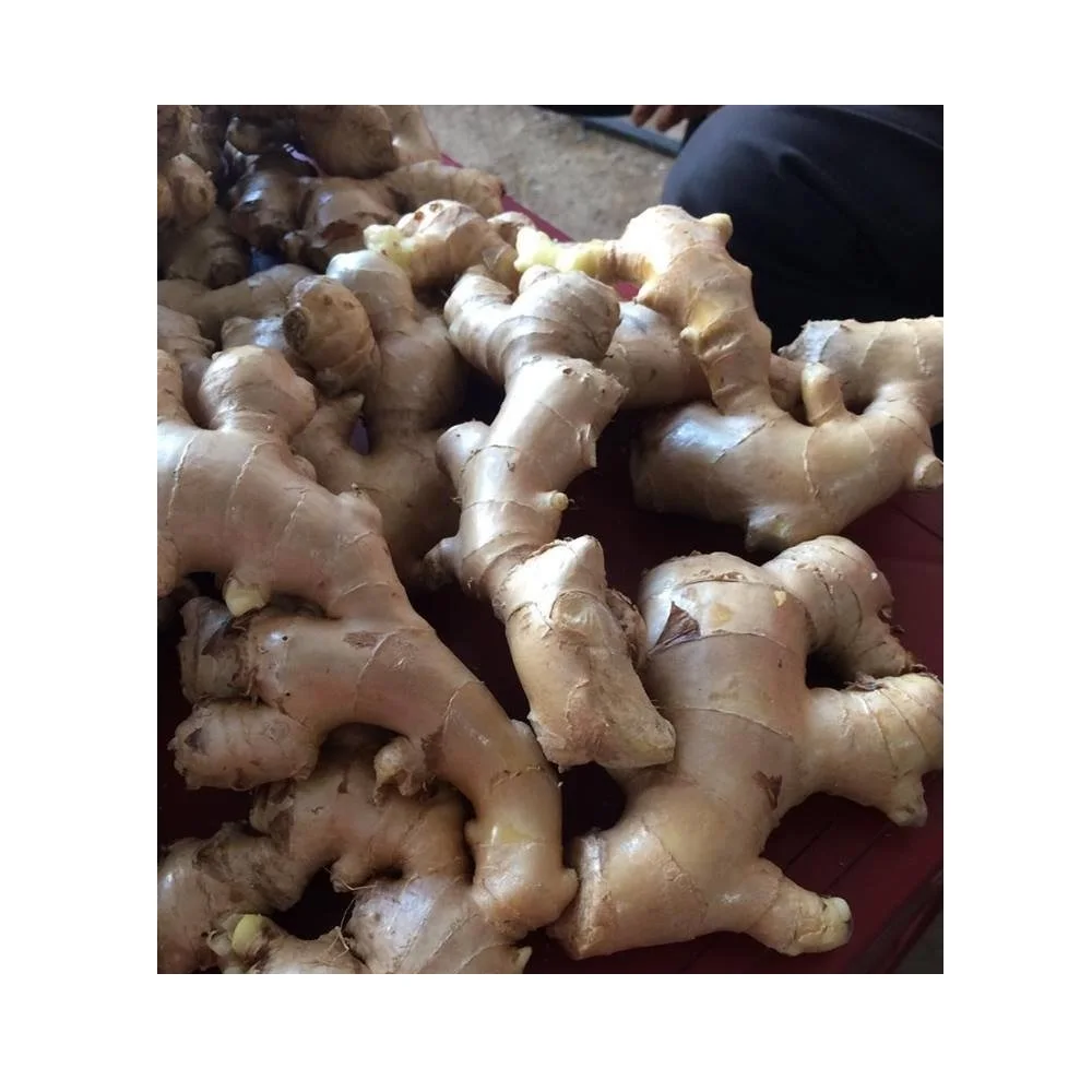 High Quality Yellow Color 80cm up Size Common Cultivation Type 0.5 Kg  Fresh Ginger Origin From Vietnam