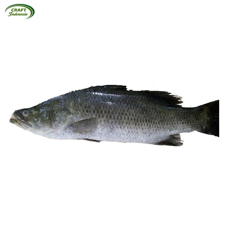Wholesale Supply Great Taste Seafood Barramundi Fish Frozen Fillet