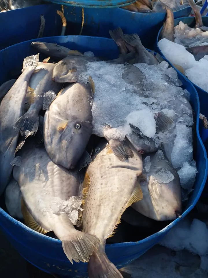 Доступны Замороженные кожаные куртки Рыба морепродукты для