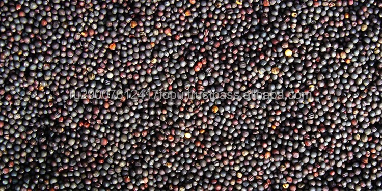 Selected rapeseeds oilseed winter crop for animal feeding and oil production wholesale cheap price, grain