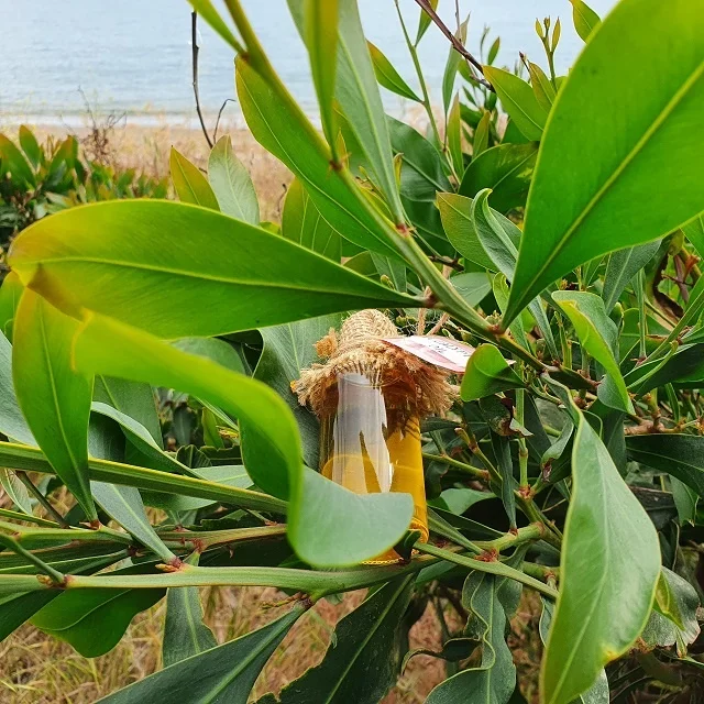 
Eucalyptus Oil Eucalyptus globulus Pure Essential Oil 