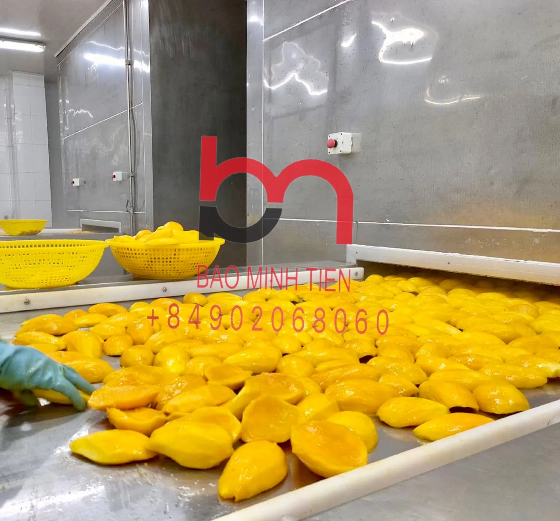 HIGH QUALITY IQF FROZEN MANGO SLICE FROM VIETNAM CALL +84902068060