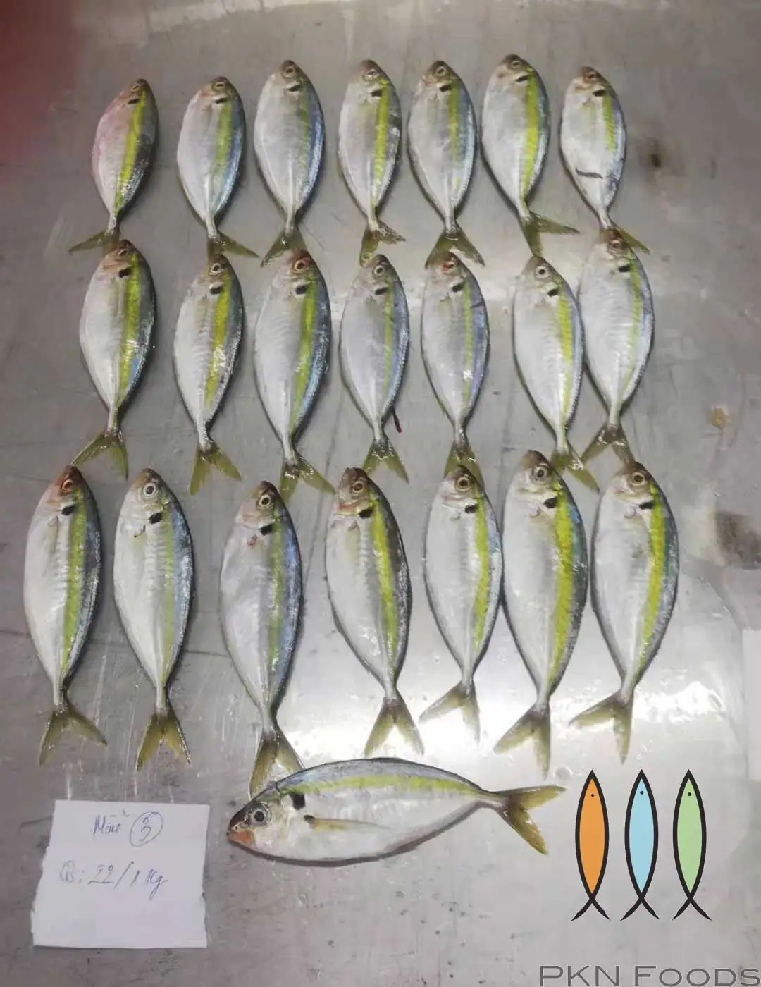 Frozen Yellow stripe Scad  - Selaroides leptolepis  From Viet Nam fresh fish , affordable price, hight quality