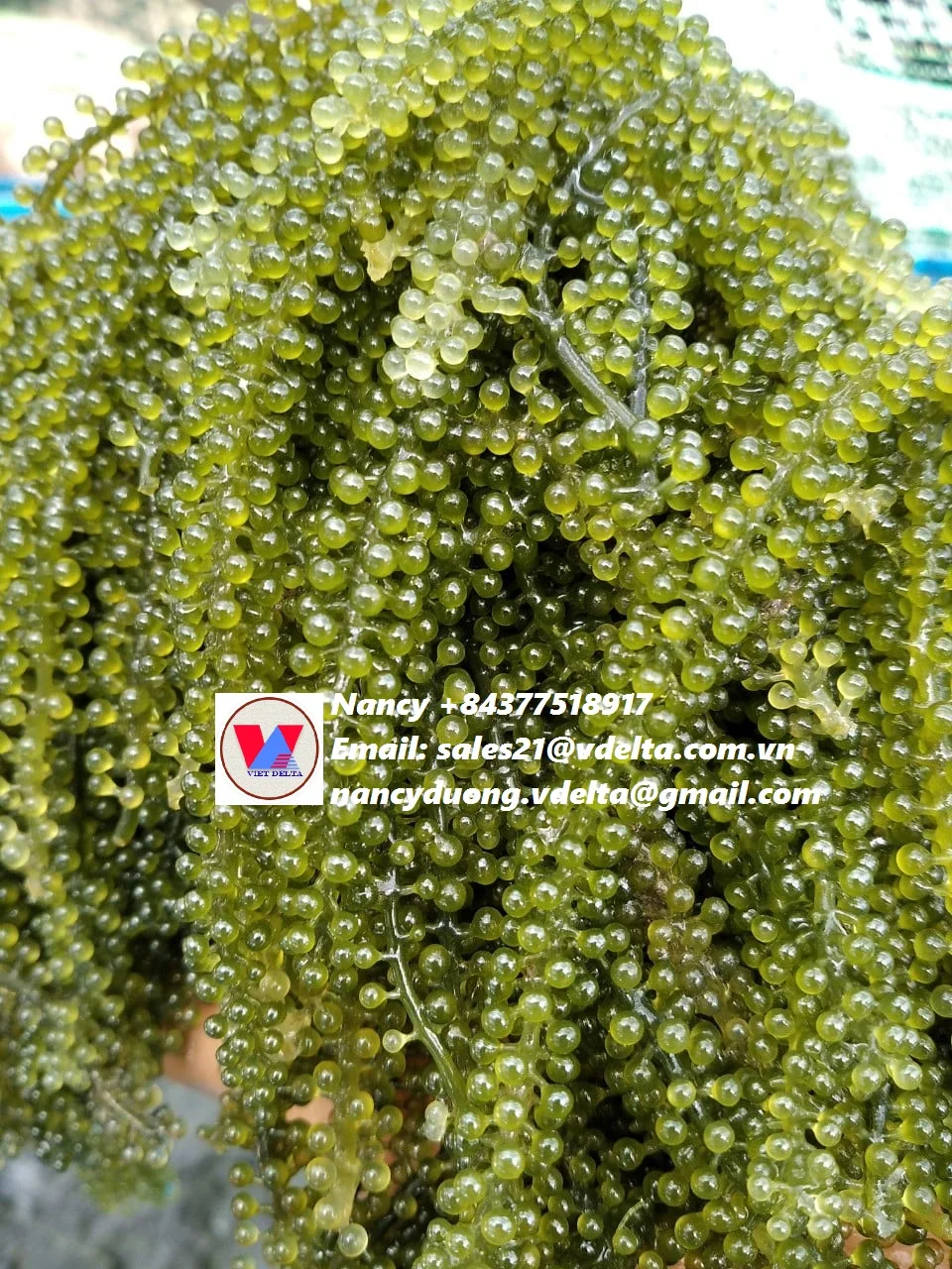 BEST PRICE SEA GRAPES SABUDO IN VIETNAM/UMI-BUDOU SEAWEED OR GREEN CAVIAR HEALTHY SEA FOOD OR SEA GRAPES/Amy +84 383 655 628