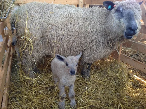 Wensleydale sheep,cow,camel,sheep,goat,ox,bull