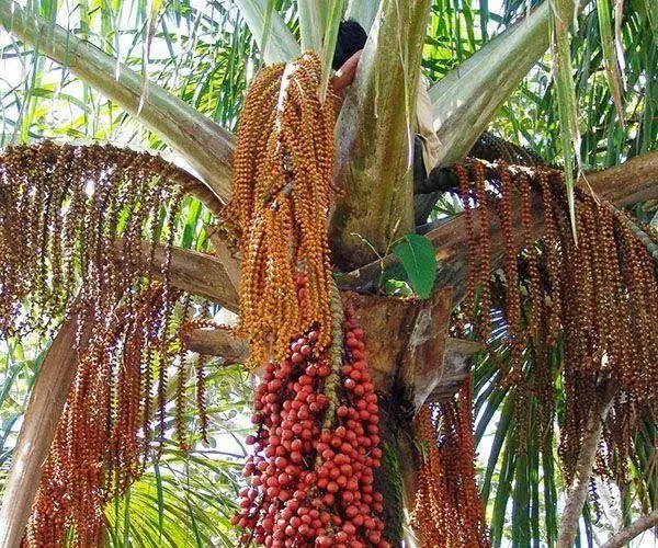 
AGUAJE FRUIT powder for wholesale and exports 