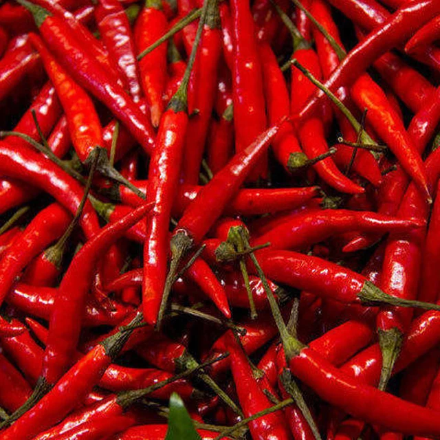Red Chilli