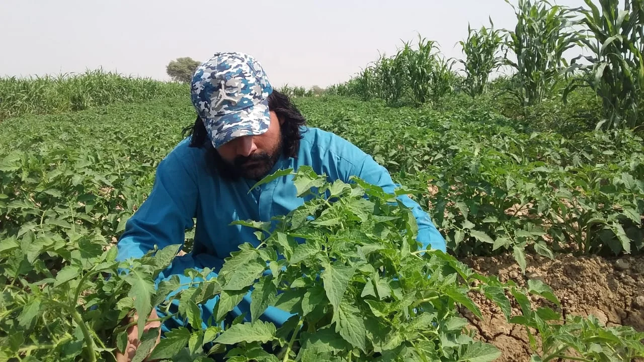 
Tomato Hybrid Rocky F1 Seeds 