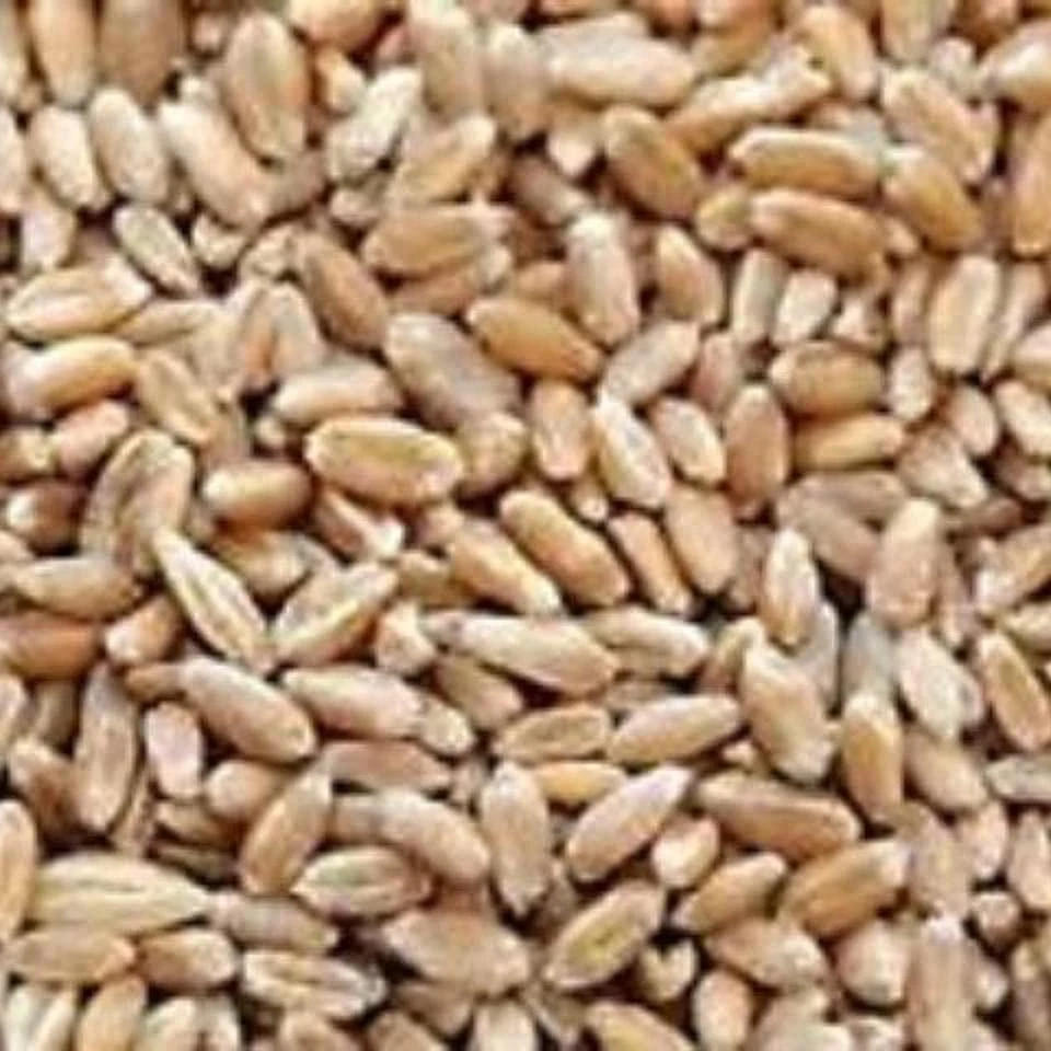 Семена пшеницы, тип происхождения, сушеные местности, модель культивирования, многоразовая Сертификация