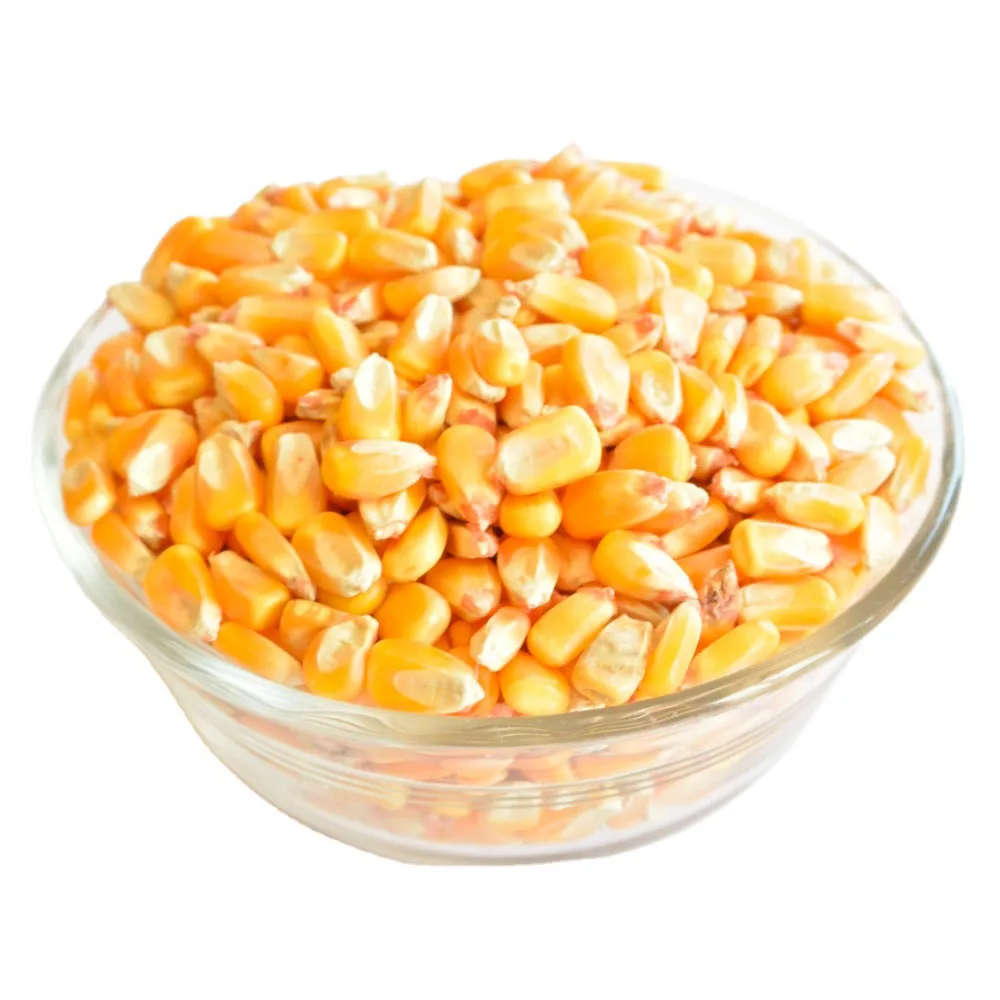 Frozen sweet corn kernels / Frozen corn on the cob / Frozen white corn