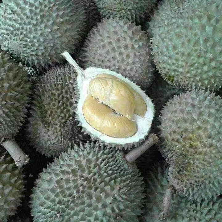 
Fresh Durian Turkey Product Most Delicious Durian 