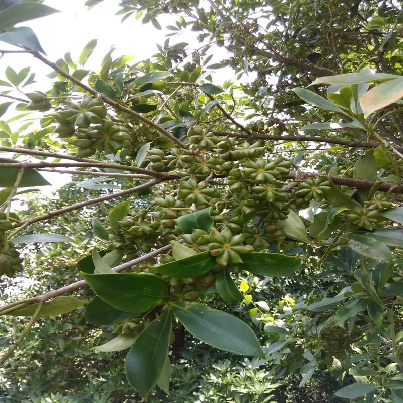 STAR ANISEED PREMIUM QUALITY For Sale NICE PRICES STAR ANISE IN SPICES/ COMPETITIVE QUOTATION FOR HERBS & SPECES