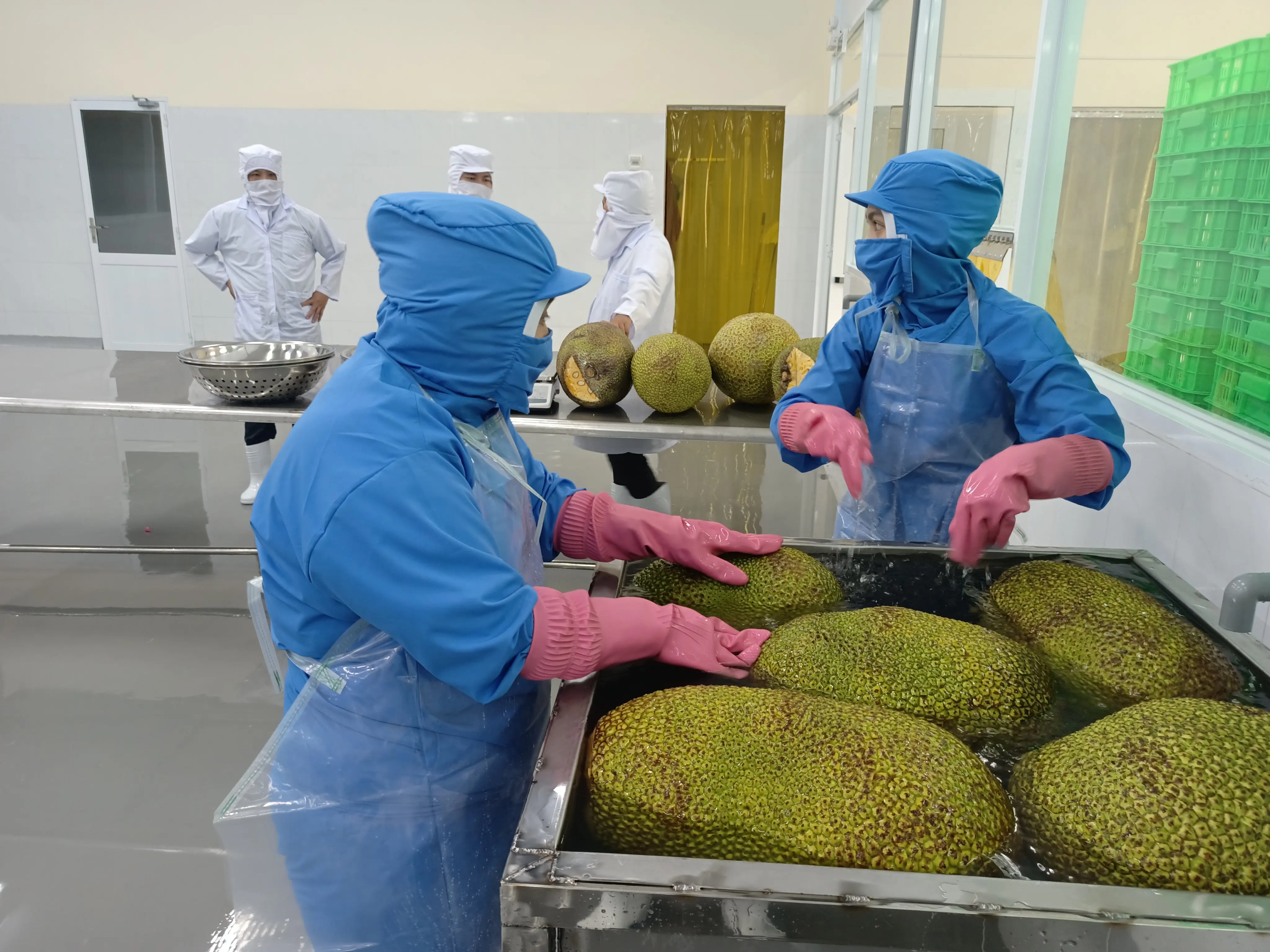  Замороженный дуриан/замороженный домкрат GAP IQF без налога высокое качество в продаже богатые питательные Натуральные Сладкие фрукты Корее Европе Японии Великобритании Канаде