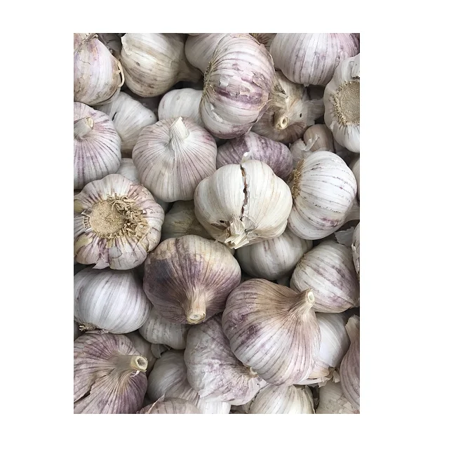 
Wholesale Cheap Price For Top Selling Fresh Garlic 