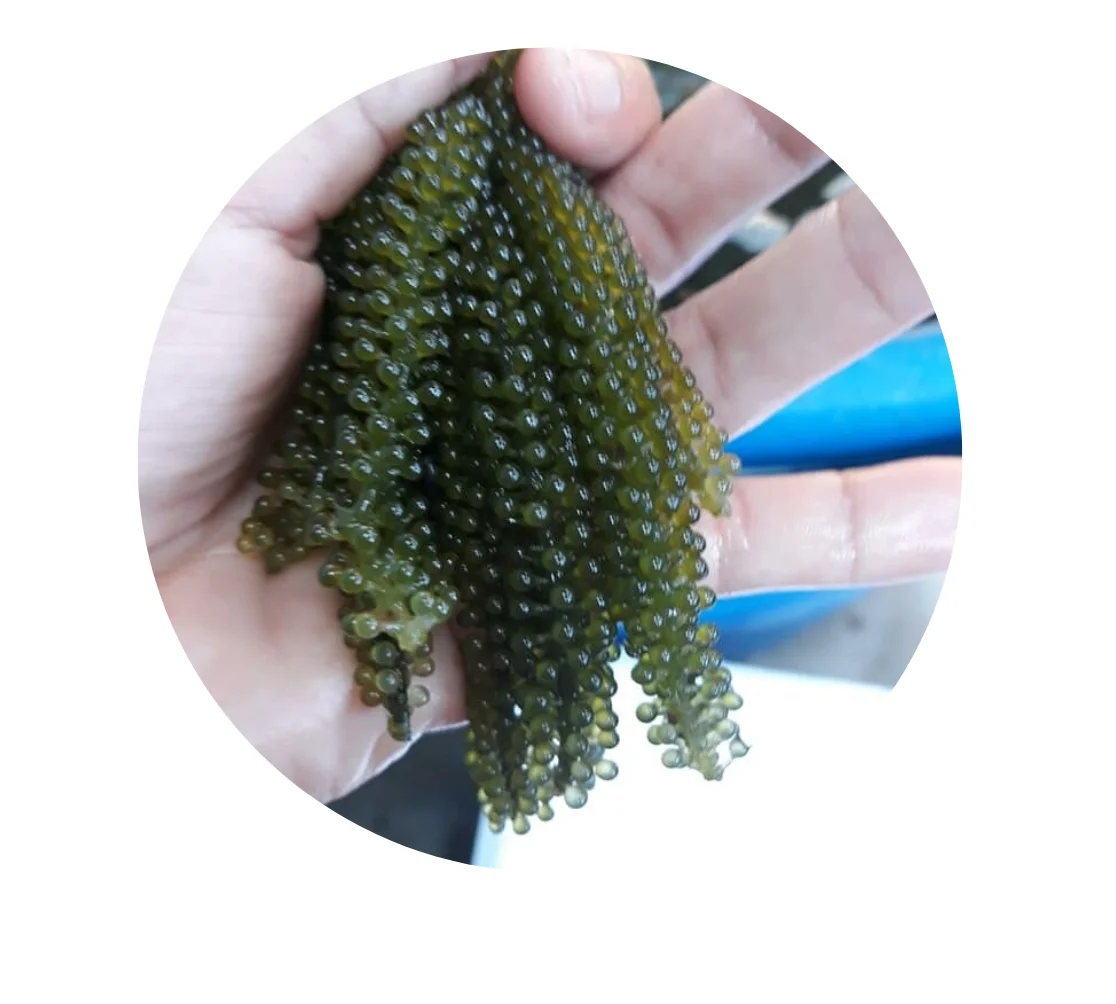 THE BUBBLE FRONDED SEAWEED/FRESH CAULERPA LENTILLIFERA/SEA GRAPES FROM VIETNAM (Ms.Thi Nguyen +84 988872713)