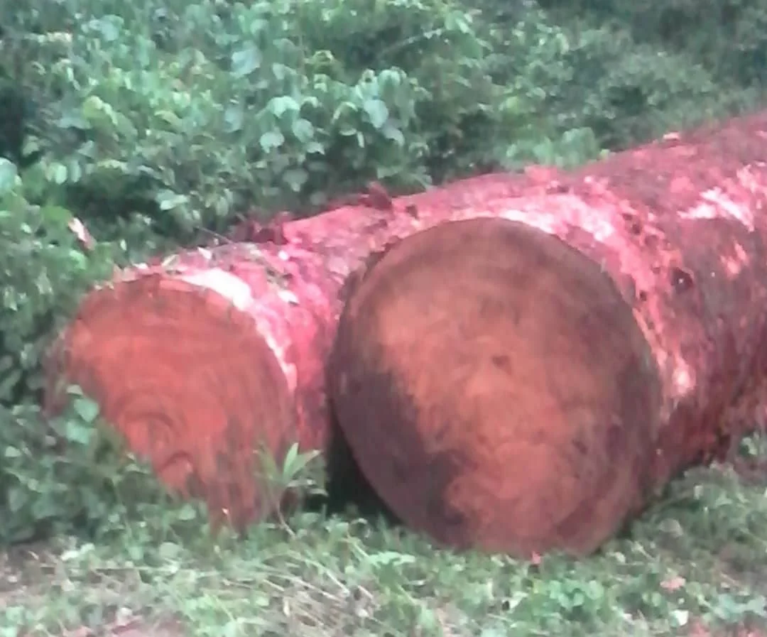 Denya Woods Logs High Quality Denya Wood Hard Teak Round Wooden Log Premium Quality