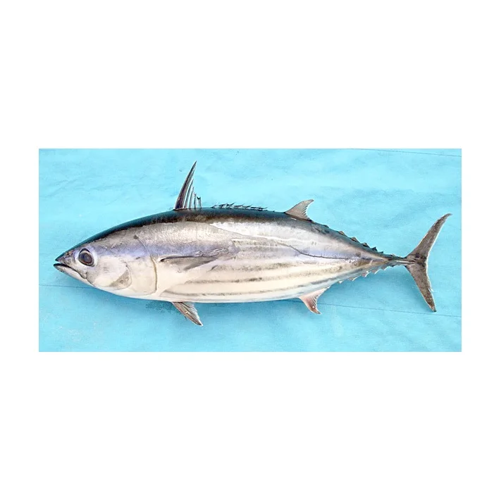 Wholesale Top Quality Skipjack Tuna Fish In Cheap Price