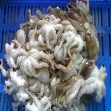 Wholesale fresh frozen cooked octopus vulgaris for sale in bulk