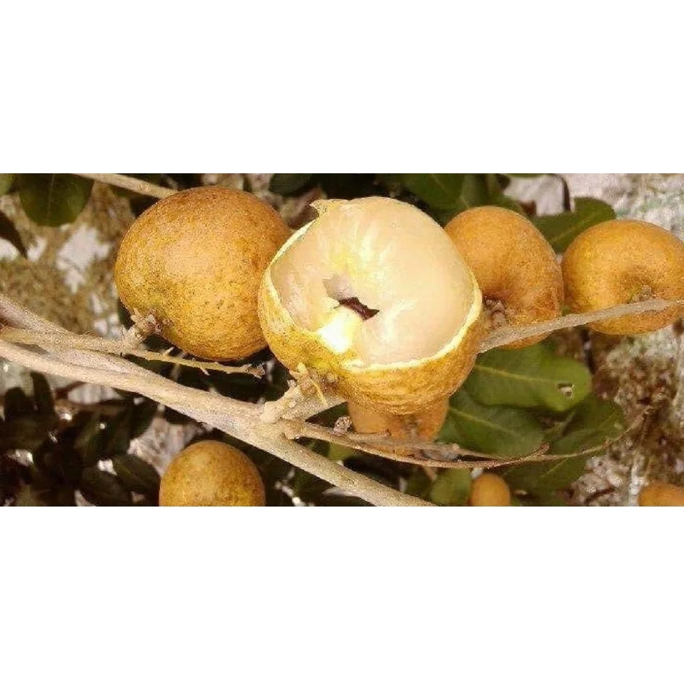 Good Quality Healthy Organic Tropical Thick and Brittle white Fresh Ripe Dimocarpus Longan Fruit exported from Vietnam