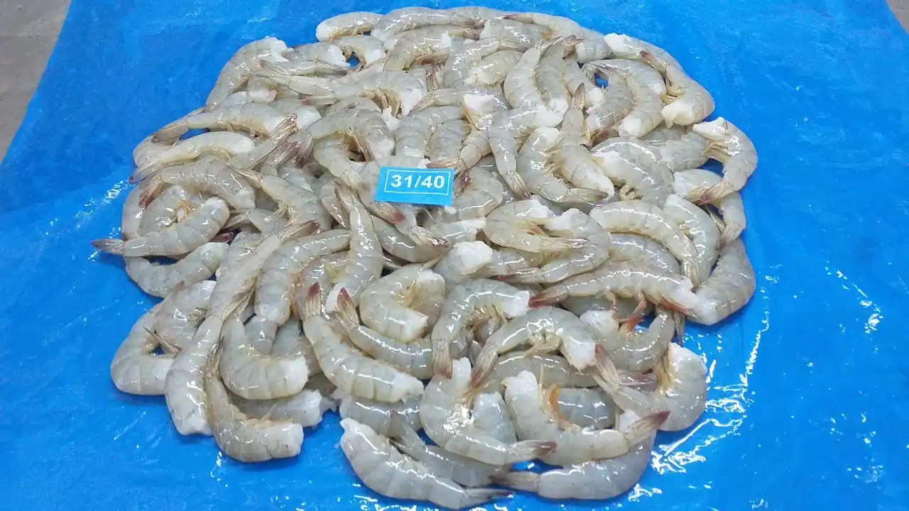 IQF PDTO VANNAMEI SHRIMPS INDIAN ORIGIN SIZE 31/40 PEELED DEVEINED VANNAMEI SHIMPS