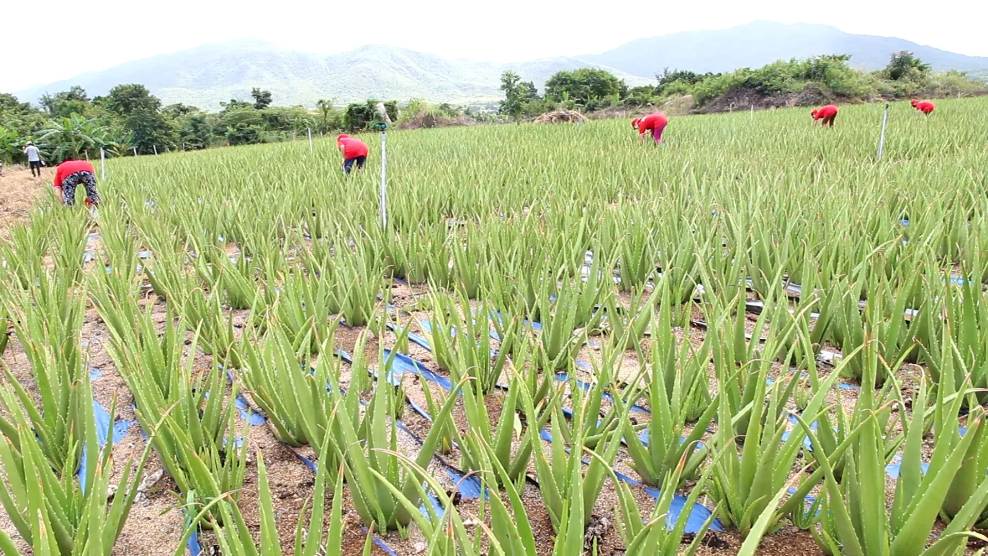 1 л бутылка JOJONAVI сок с алоэ вера клубничным вкусом производитель частная марка диетический безалкогольный напиток Сертификат ISO