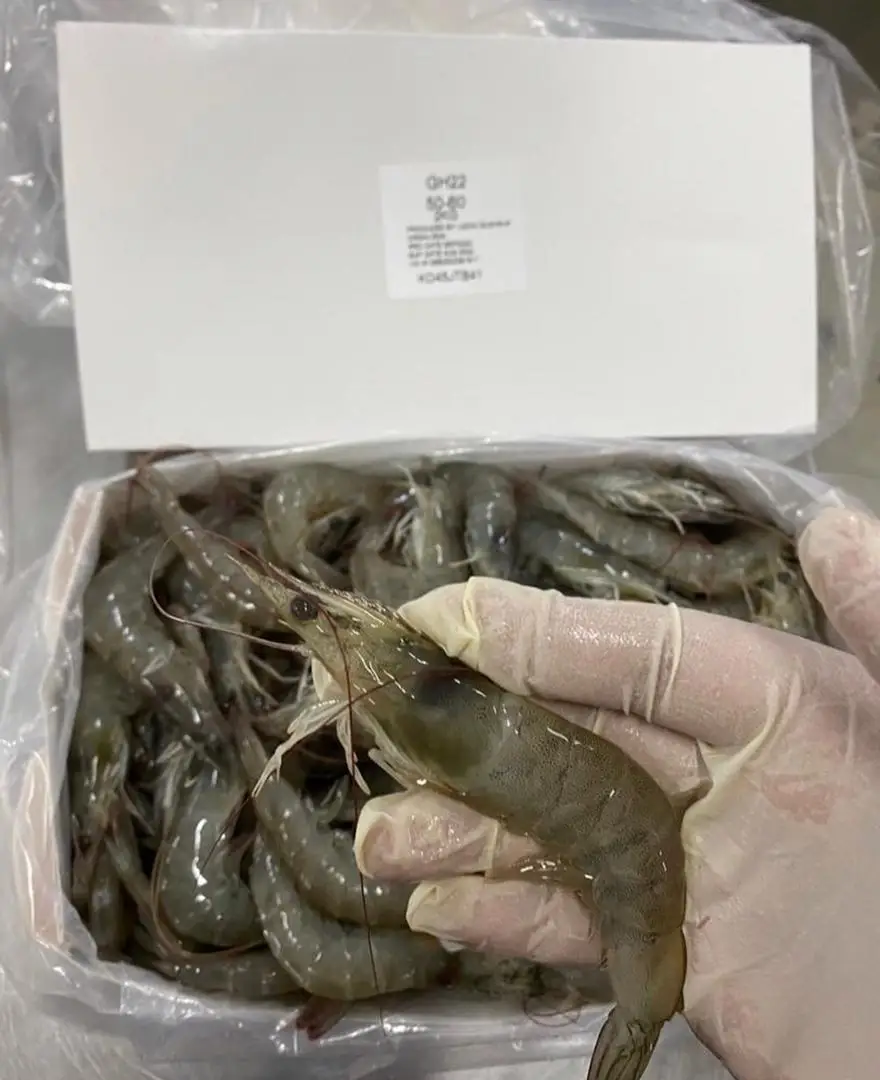 Wholesale High Quality Fresh Seafood / Shrimp for export wholesale price