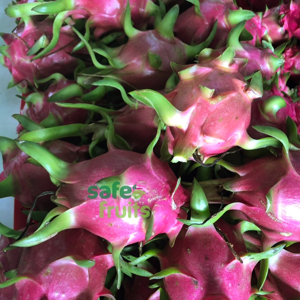 
High quality Fresh Dragon fruit with Red and White Flesh all careful packaging and ready to ship 