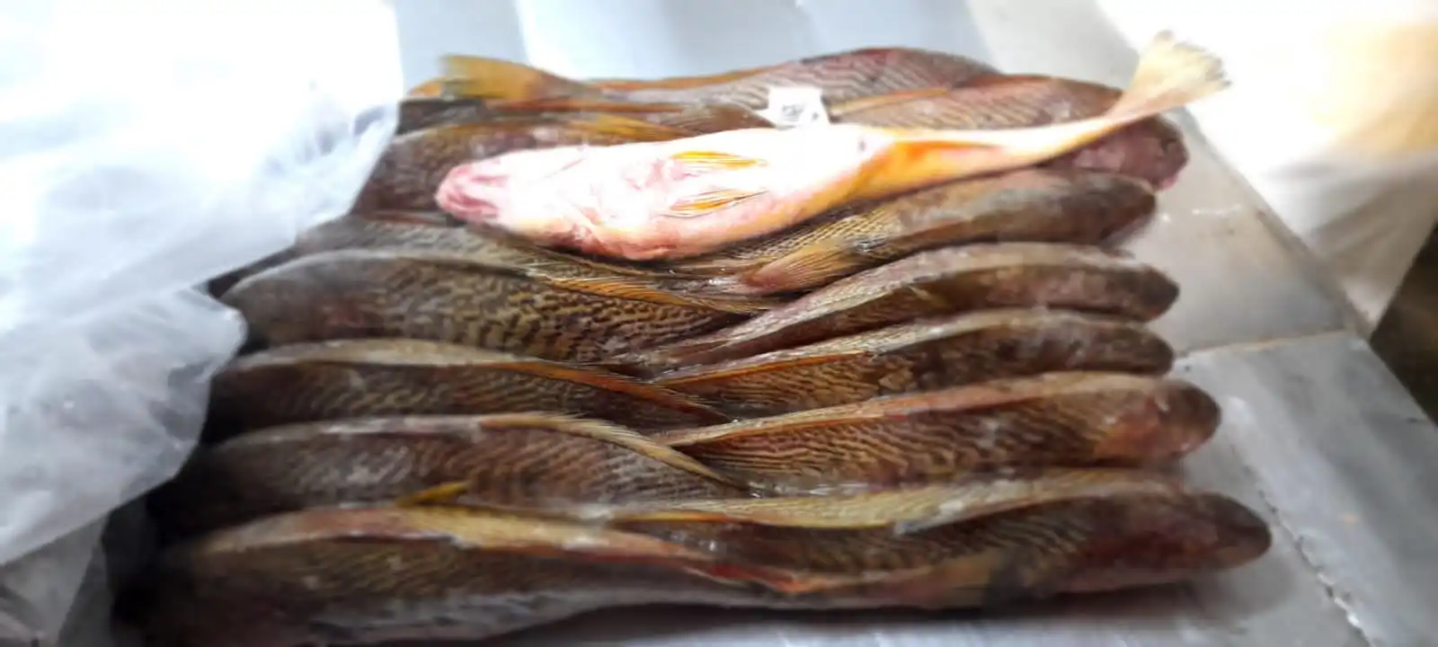 Замороженный желтый Крокер (MICROPOGONIAS FURNIER) поставка рыбы оптом