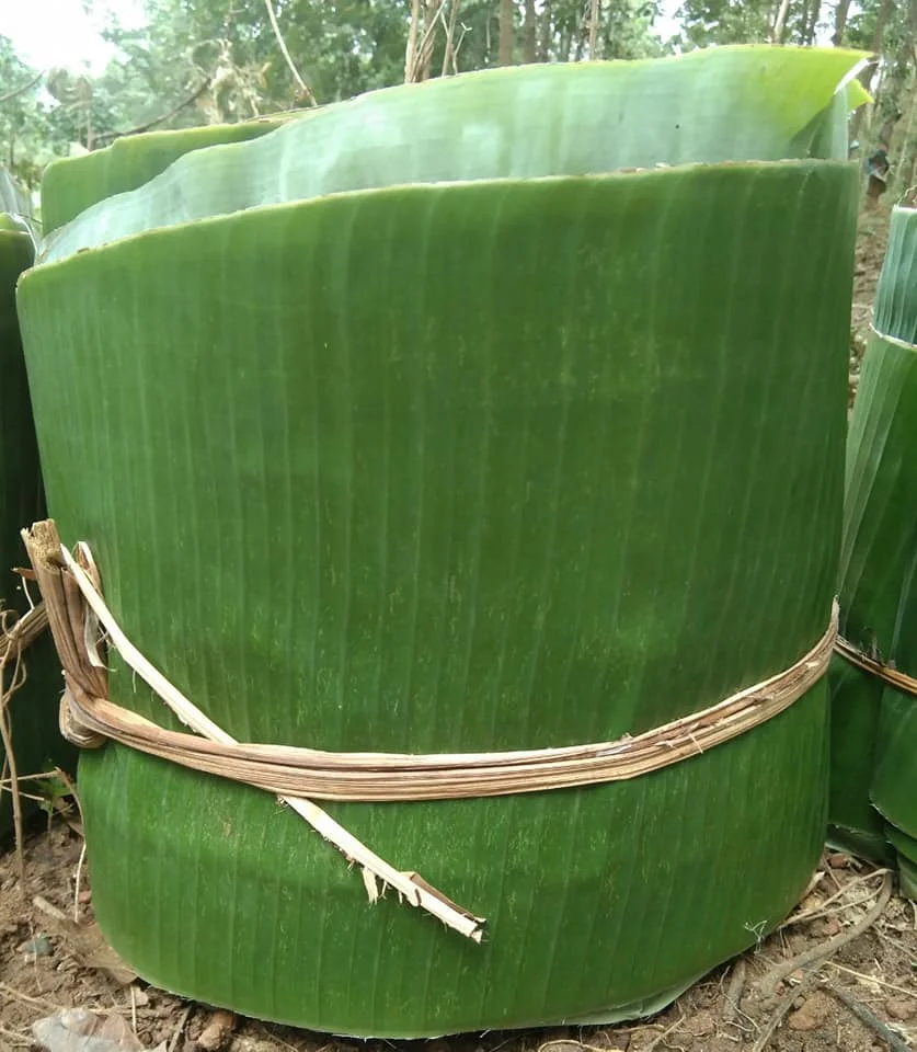 Большие объемы банановые листья для презентации продуктов биоразлагаемая посуда замороженные +