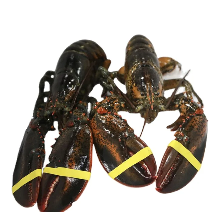 Hot sales Live European Lobsters
