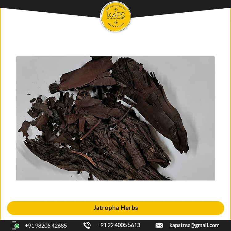 Top Grade Ratanjot for Bulk Buyers at Best Market Price