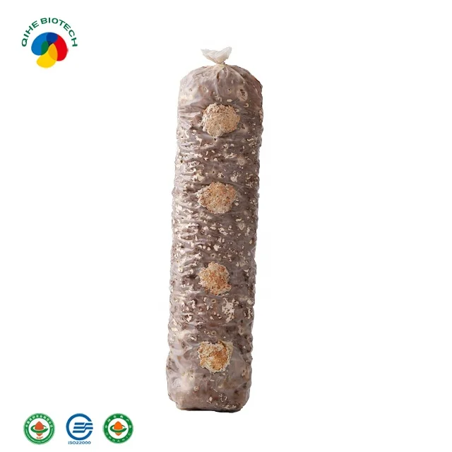 Organic  shiitake mushroom spawn grow bags kit  price supplier for export sawdust inoculation shiitake mushroom spores