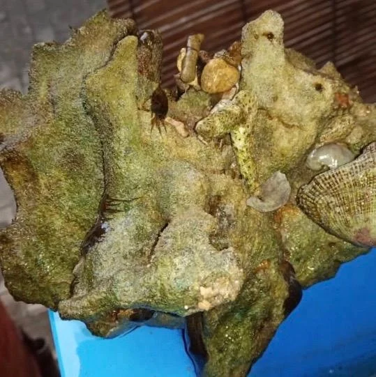 Wholesale Grade Aquarium Coral Ornament Fish Accessories Decorations Box Logo Tank Packing Feature Colorful