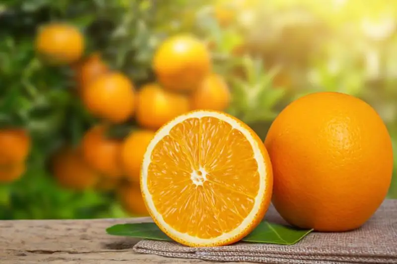pure fresh orange for export from Egypt