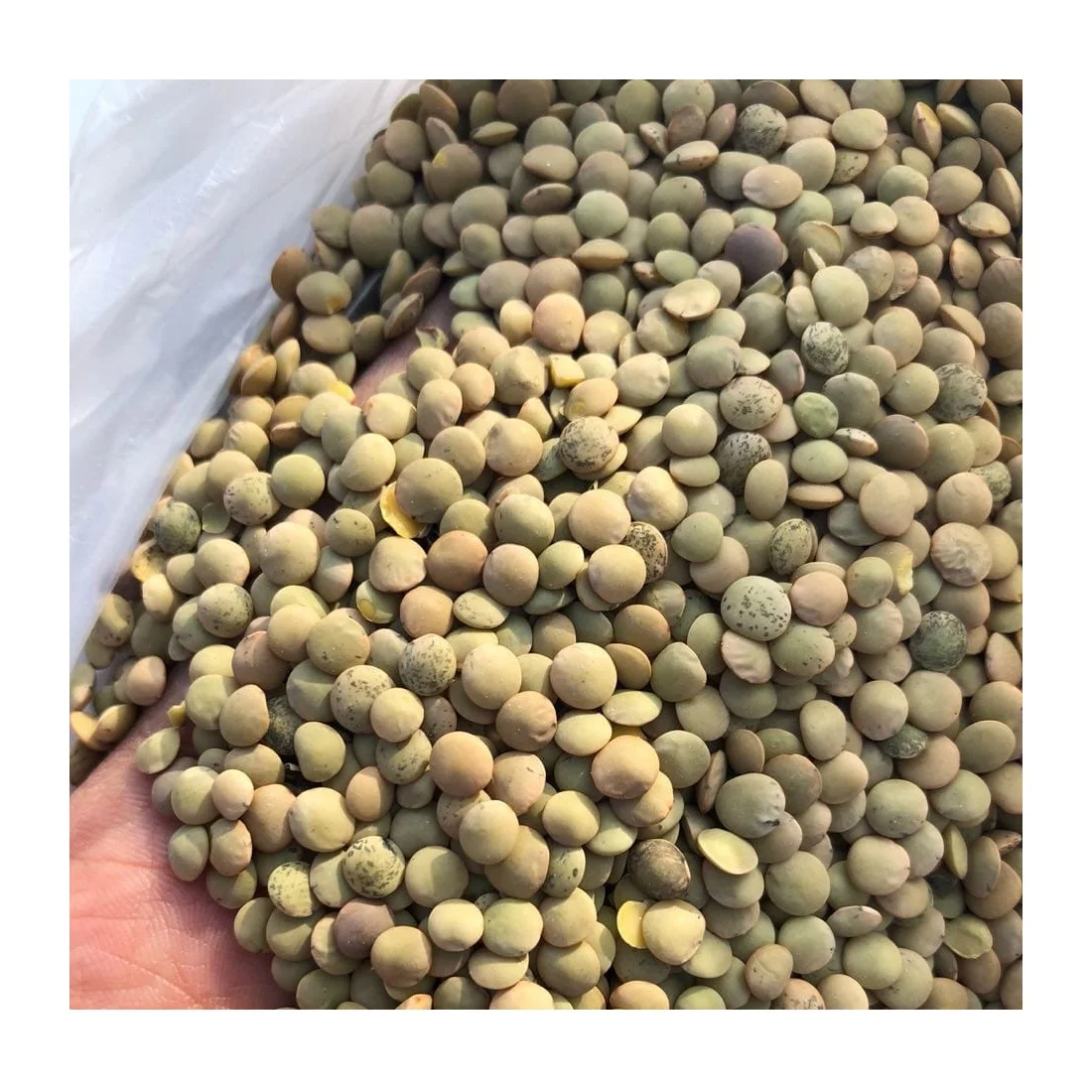 Bulk wholesale Dried Red and green lentils Non-GMO healthy food 100% natural organic beans food legumes