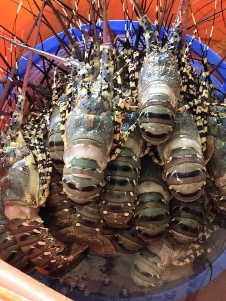 Vietnam Lobster Frozen High Quality/ Holiday 84 845 639 639