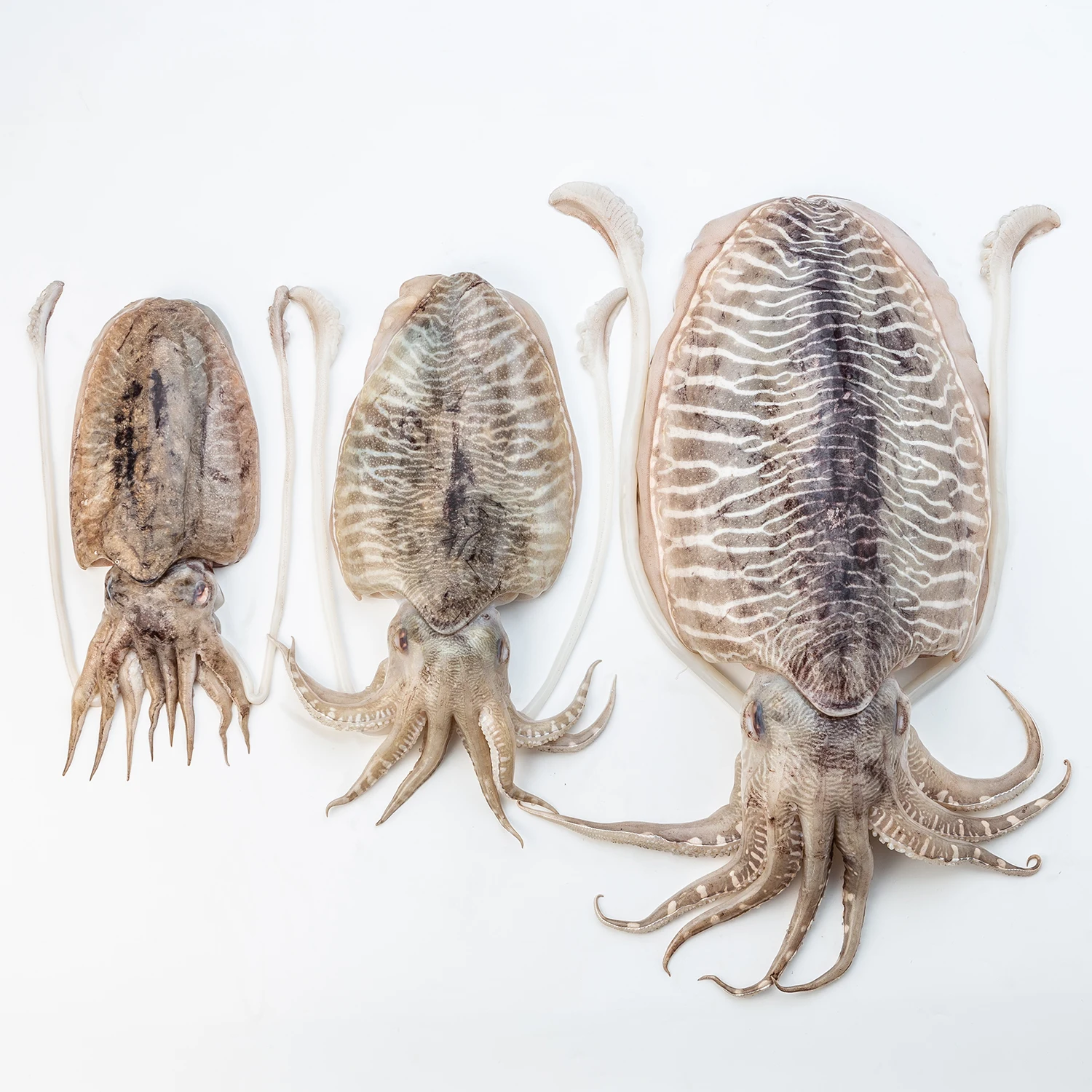 Frozen Cut CUTTLEFISH / IQF