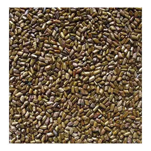 Natural high quality raw Tovara Chakvad Cassia Tora seeds Sickle Senna seeds