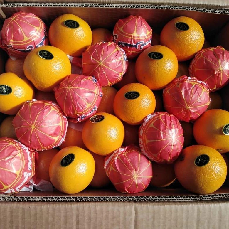 Premium quality Egyptian fresh Healthy Natural Baladi Orange 15 kg Carton box  for juices